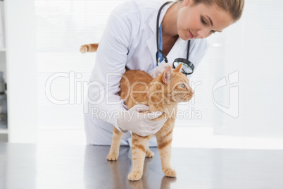 Vet checking a cats skin