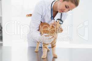 Vet checking a cats skin