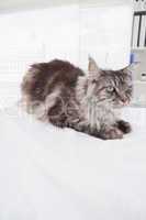 Cute maine coon lying alone