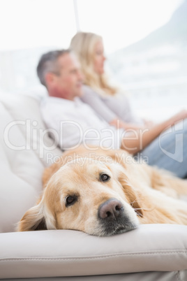 Dog lying on the couch with the couple sitting behind