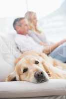 Dog lying on the couch with the couple sitting behind