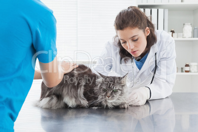 Vet examining a cat with its owner