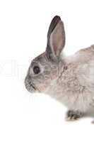 Cute fluffy grey bunny rabbit
