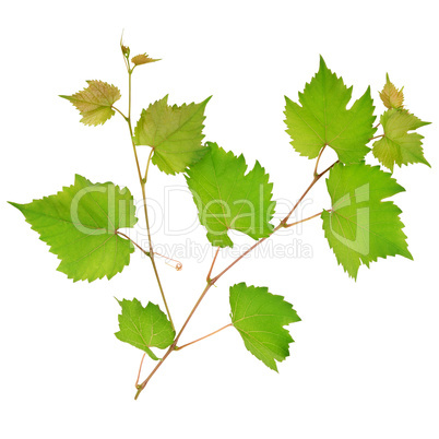 Grape leaves isolated on white background
