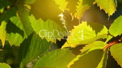 Grape leaves background. Macro closeup.