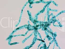 Spirogyra micrograph