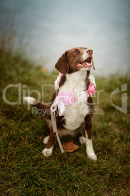 Hund am See