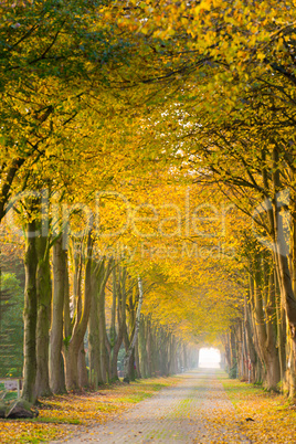 forest away in autumn