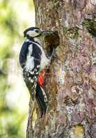 Hairy woodpecker, picoides villosus