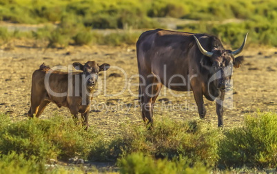Camargue cattle breed female and baby