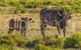 Camargue cattle breed female and baby