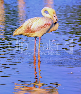 Greater flamingo, phoenicopterus roseus, in Camargue, France