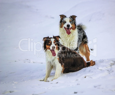 Australian shepherd dogs on the snow