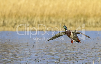 Male mallard duck landing