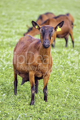 Brown goat