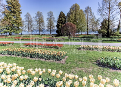 Tulip feast, Morges, Switzerland Tulip feast, Morges, Switzerland