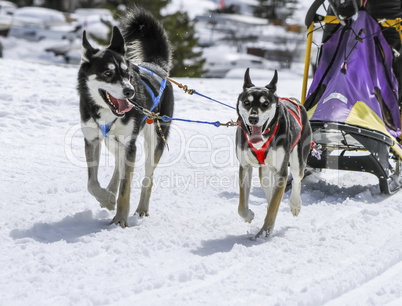 Sled dogs in speed racing, Moss, Switzerland