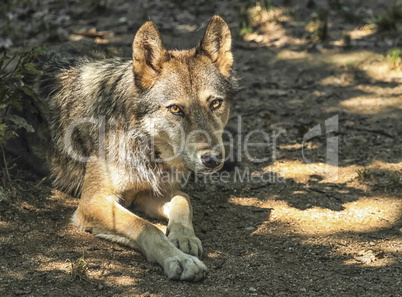 Gray, timber or western wolf, canis lupus
