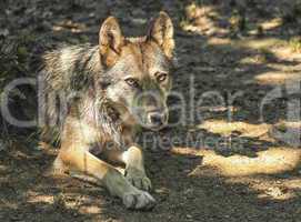 Gray, timber or western wolf, canis lupus