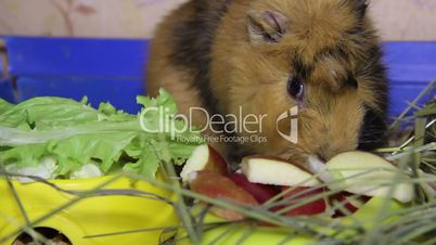 eating guinea pig