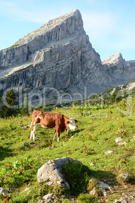 Watzmannfrau mit Almkuh