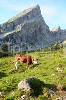 Watzmannfrau mit Almkuh