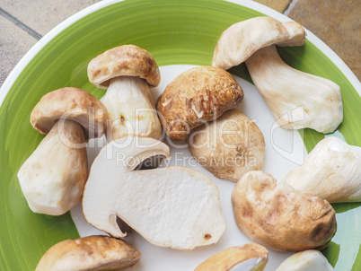 Porcini Mushroom