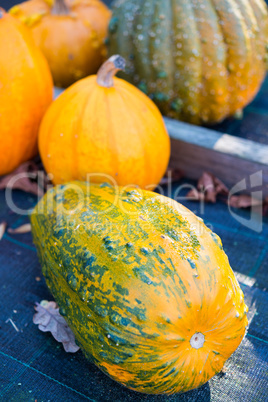 autumn pumpkins