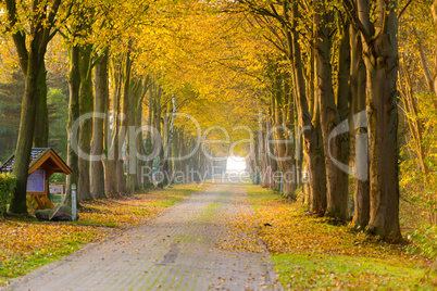 forest away in autumn