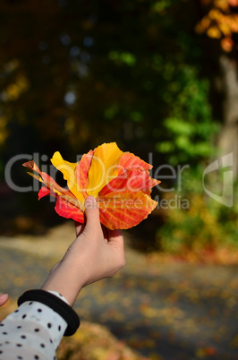 Autumn leaves in hand