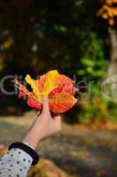 Autumn leaves in hand