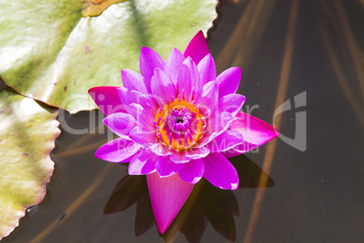 Beautiful photo of pink lotus .