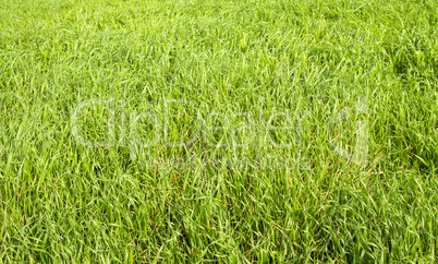 Green grass seamless texture. Seamless in only horizontal dimension.