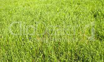 Green grass seamless texture. Seamless in only horizontal dimension.