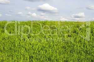 Green grass field and bright blue sky.