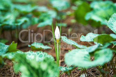 Crocus flowers.