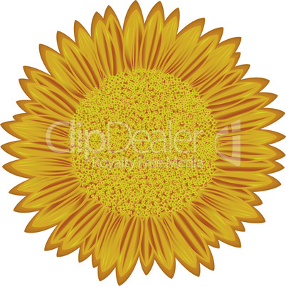 Sunflower over white
