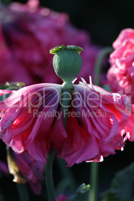 Mohn in Pink