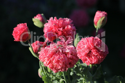 Mohn in Pink