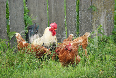 Rooster and hens on the grass near the fence