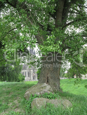 Baum mit Sankt Sturmius im Hintergrund in Rinteln