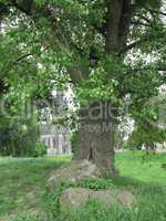 Baum mit Sankt Sturmius im Hintergrund in Rinteln