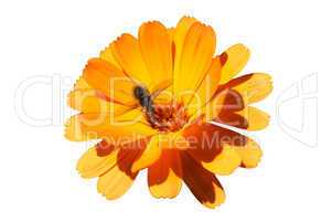 honey bee and flower