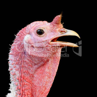 Turkey hen