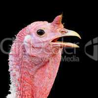Turkey hen