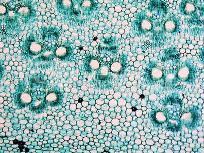 Bamboo stem micrograph