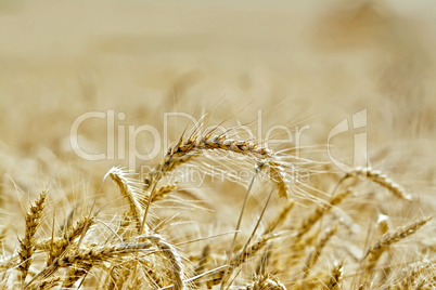 Bread ripe ears of grain on field background