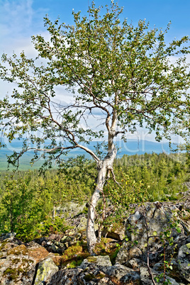Birch on a mountain top