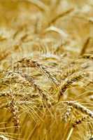 Bread ripe ears of grain on the field