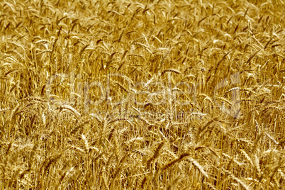 Bread yellow field